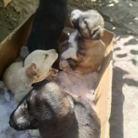 щенки и котёнок