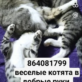 отдам в добрые руки