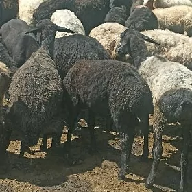 Işşekler