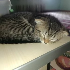 şotland pişijek