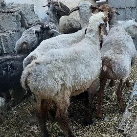 гурбанлык маллар