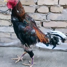 horaz