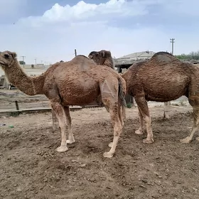 düÿe