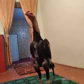 baysow juje