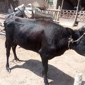 sygyr