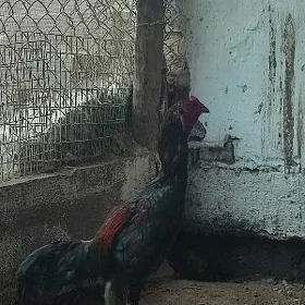 BAYSOW
