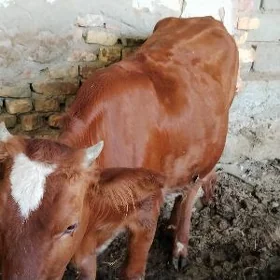 Semiz unajyn