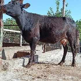 goleli sygyr
