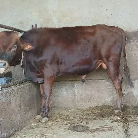 Öküz