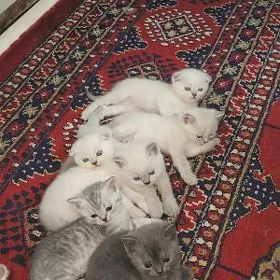 Кошка шотландский и шиншилла