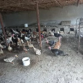 ой гушлары, домашняя птица.