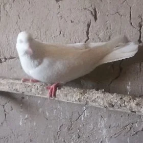 kepderi