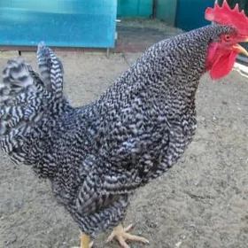 Daminat horaz
