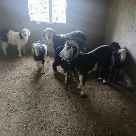 Geçiler