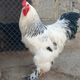 brama balgar horaz