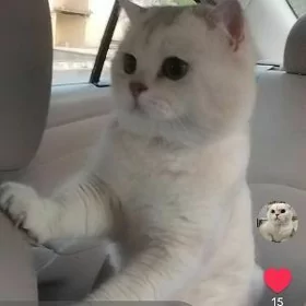 шотландский кот на вязку