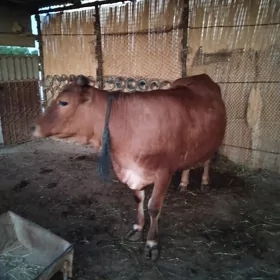 göle