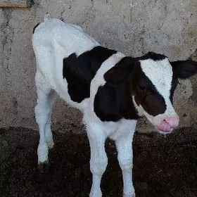 okuzce gole