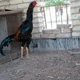 Baysok horaz