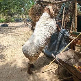 GOÇ