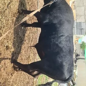 Öküz