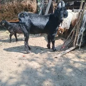 TEKE. ŸAŞ