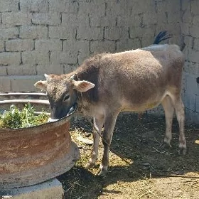 Öküz
