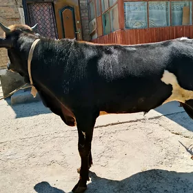 öküz