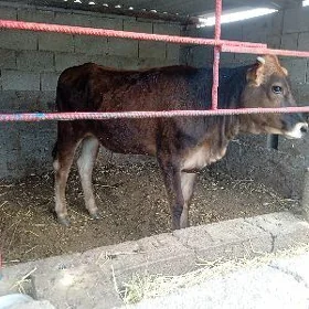 tüwe