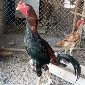 baysok