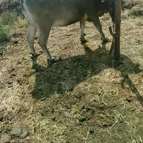 Bakylan sygyr