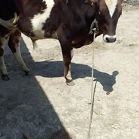 ökuzce