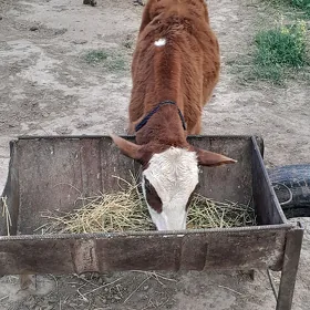 окиз  келек