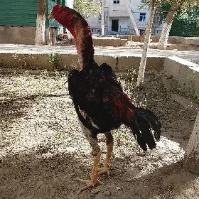 Horaz