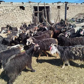 Geci
