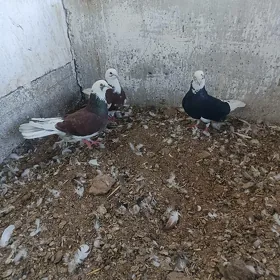 kepderi