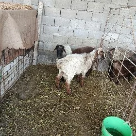 Goç