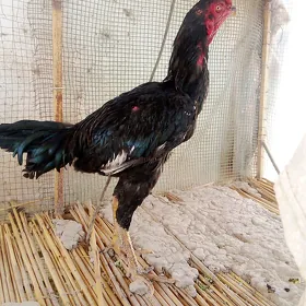 baysow horaz