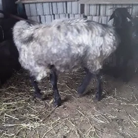 GOÝUN