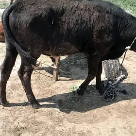 окиз гара
