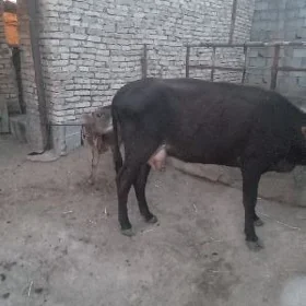 göleli sgyr