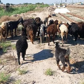 koy koçkar we geçiler