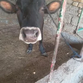 öküz