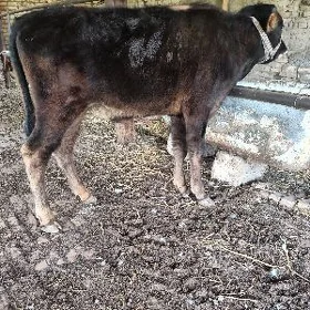 öküzçe