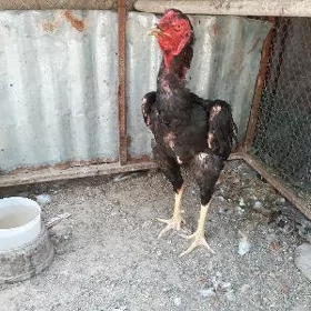 taşkent