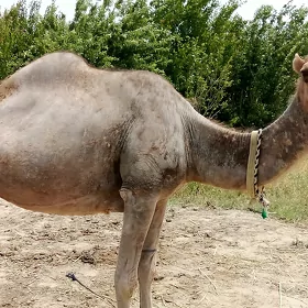 köşekli Düýe