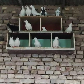 kepderi