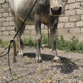 Sygyr