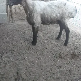Goýun