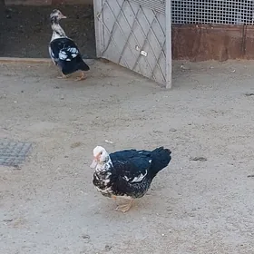 OÖrdek induk utka
